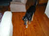 bailey-0009-MVA-house-walking-600.JPG (64906 bytes)