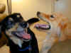 bailey-0009-fenway-play-1-600.JPG (48319 bytes)