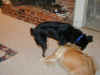 bailey-0009-fenway-play-2-600.JPG (75461 bytes)