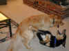 bailey-0009-fenway-play-3-600.JPG (74801 bytes)