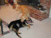 bailey-0009-fenway-play-4-600.JPG (76923 bytes)
