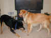 bailey-0009-fenway-play-6-600.JPG (61183 bytes)