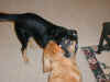 bailey-0009-fenway-play-7-600.JPG (83675 bytes)
