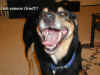 bailey-0009-fenway-play-bailey-closeup-text-600.JPG (59818 bytes)
