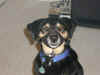 bailey-0009-muzzle-closeup-600.JPG (55566 bytes)