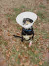 bailey-0102-lampshade-600.jpg (120753 bytes)