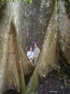 ka-rainforest-tree-biggest-dan-kristen-600.jpg (93505 bytes)