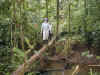 ka-rainforest-tree-crossing-kristen-600.jpg (143320 bytes)