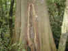 ka-rainforest-tree-strangler-600.jpg (116055 bytes)