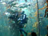 ct-aquarium-kelp-forest-feeding-3-600.jpg (107949 bytes)
