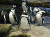 ct-aquarium-penguin-group-1-600.jpg (92605 bytes)