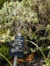 ct-kirstenbosch-complaints-plant-sign-600.jpg (154768 bytes)